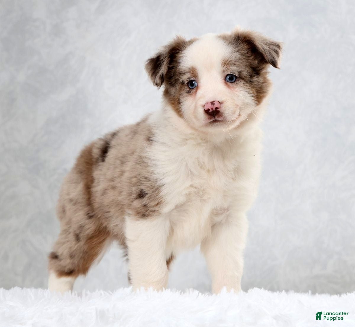Miniature Australian Shepherd dogs Hailey - Ad 1