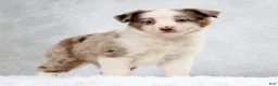 Miniature Australian Shepherd dogs for sale: Hailey - Ad 3