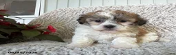 Teddy Bear dogs for sale: Lacey - Ad 3