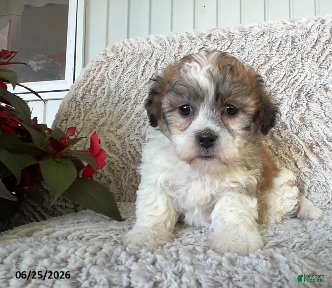 Teddy Bear dogs for sale: Lacey - Ad 3