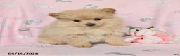 Pomeranian dogs for sale: Misty - Ad 3