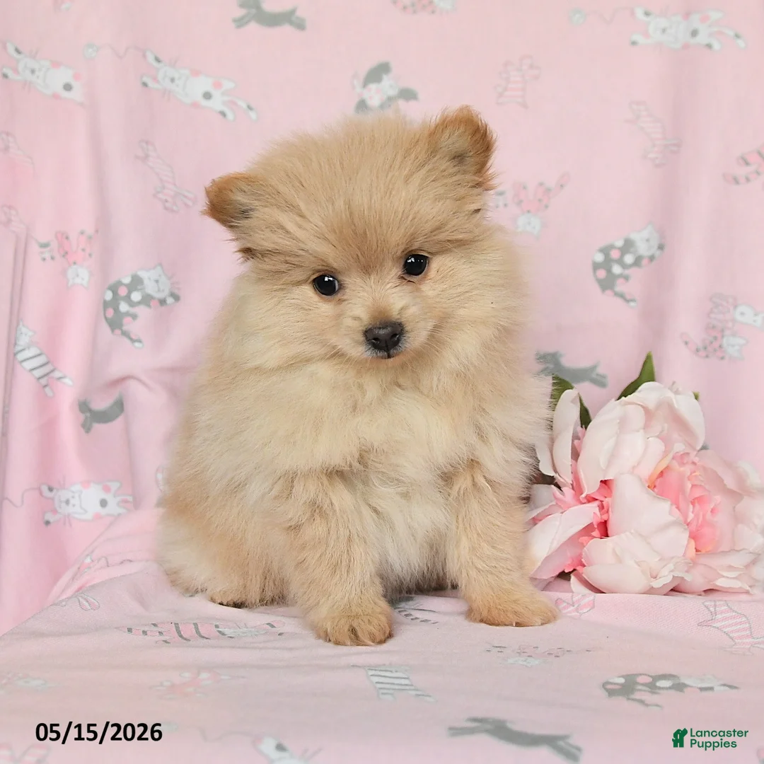 Pomeranian dogs for sale: Misty - Ad 3