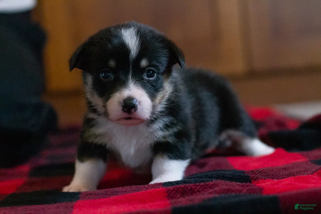 Welsh Corgi Pembroke dogs for sale: Daisy - Ad 1