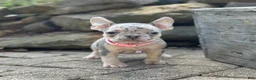 French Bulldog dogs for sale: Sherly Video Ad  - Ad 5