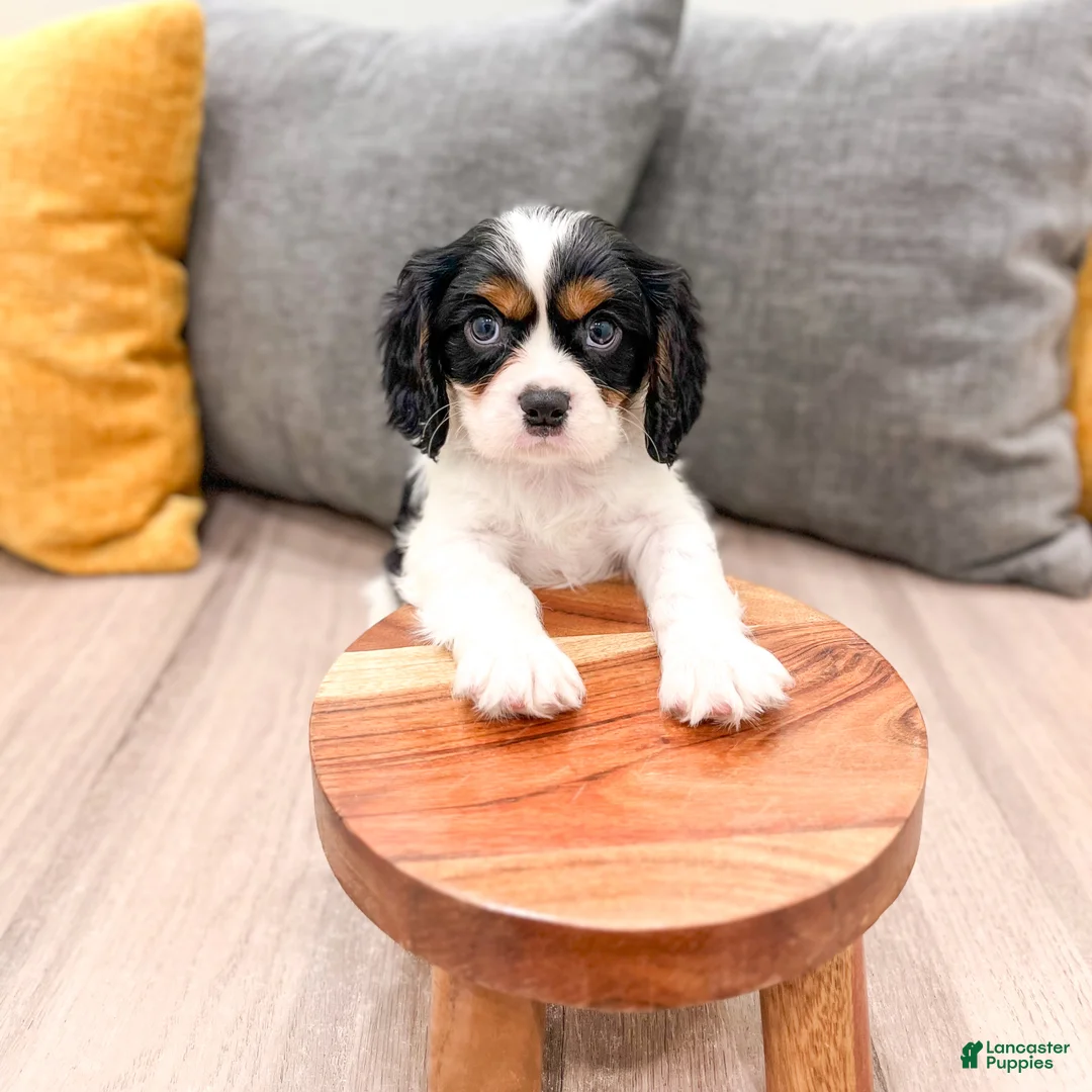 Cavalier King Charles Spaniel dogs for sale: Dexter - Ad 2