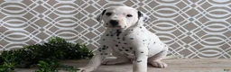 Dalmatian dogs for sale: Tyson - Ad 3