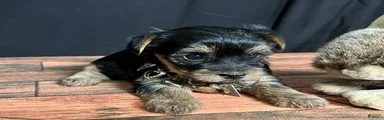 Yorkshire Terrier 1