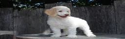 Standard Poodle dogs for sale: Pebble AKC Standard Poodle - Ad 6