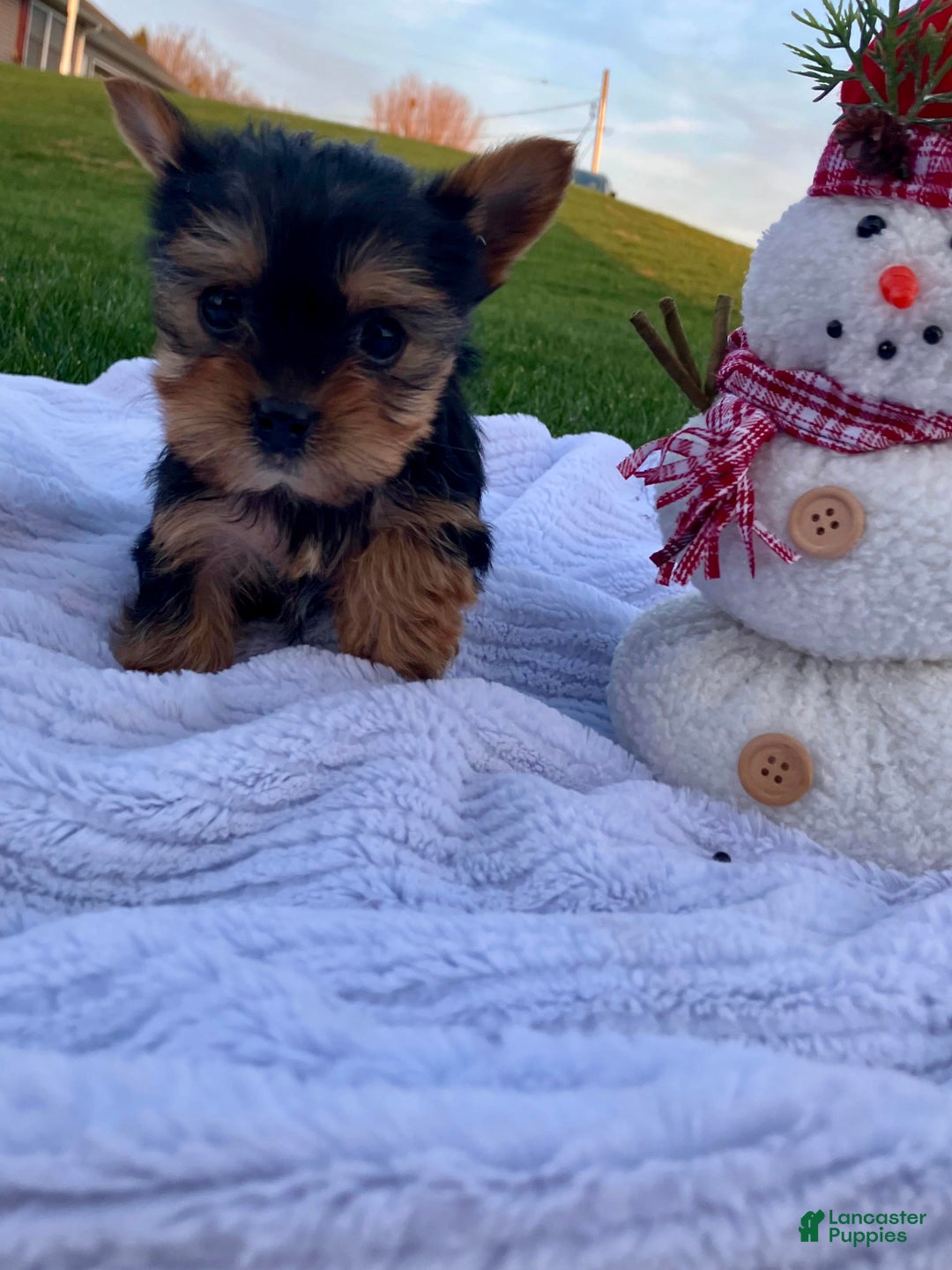 Yorkshire Terrier dogs for sale: Jingle - Ad 10