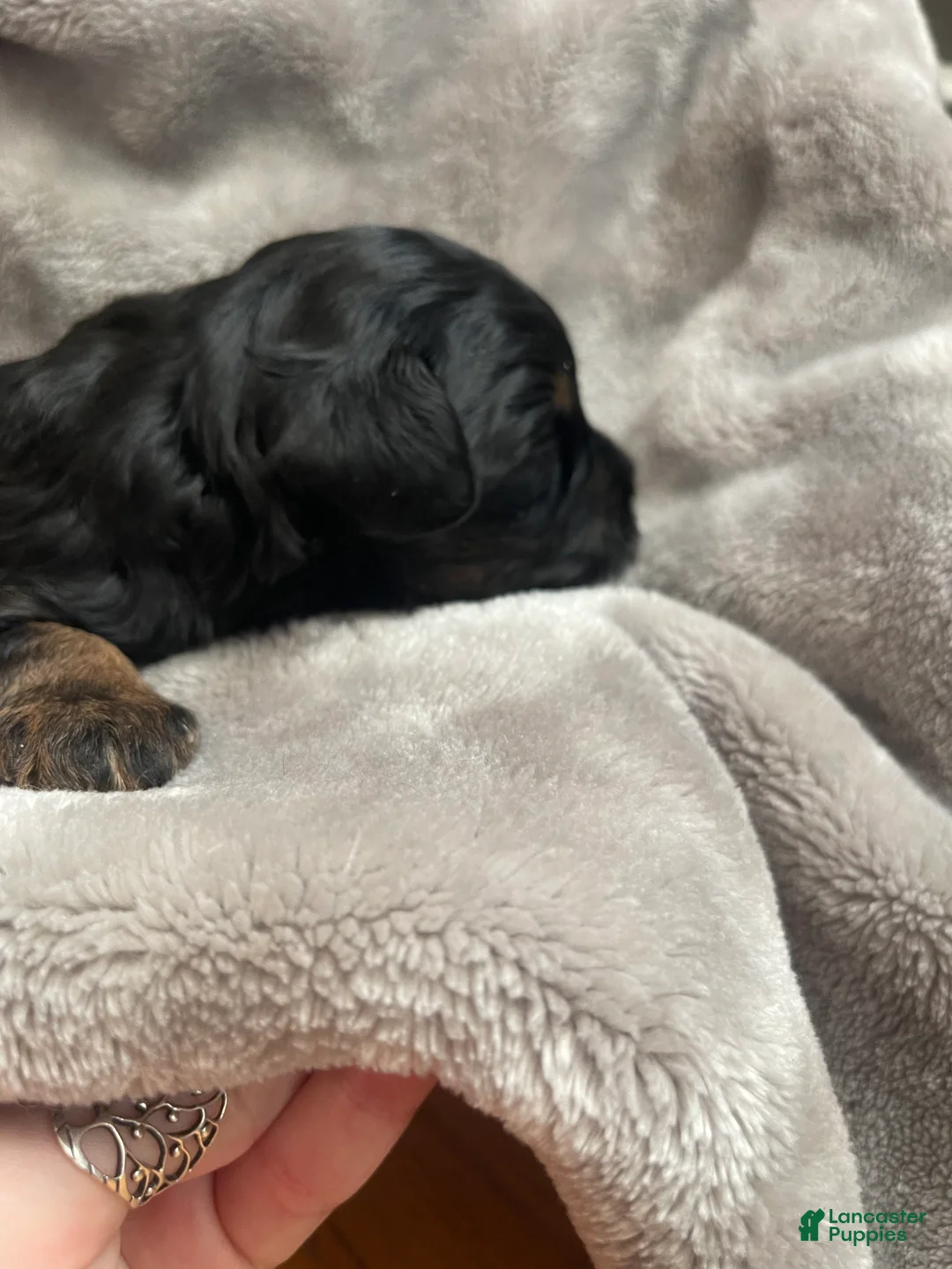 Miniature Schnauzer dogs for sale: Miniature Schnauzer Puppy 1 - Ad 3