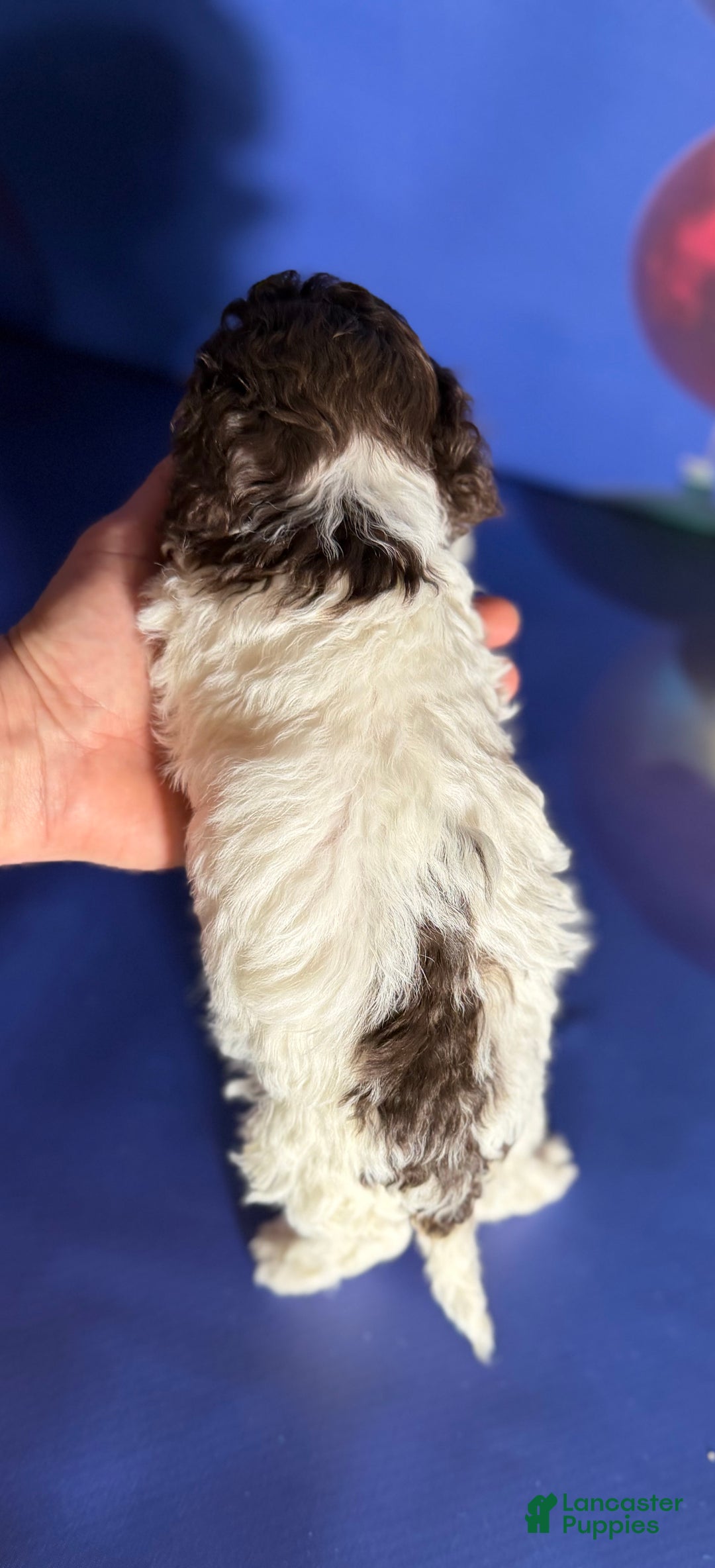 Toy Poodle dogs for sale: ACA DNA cocoa puff - Ad 4