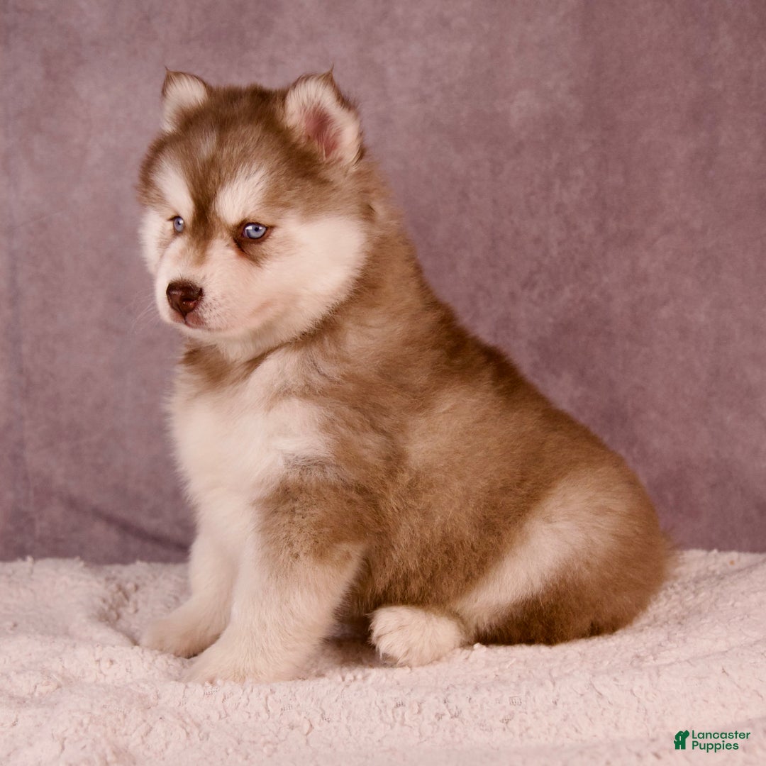 Pomsky dogs for sale: AJay - Ad 10
