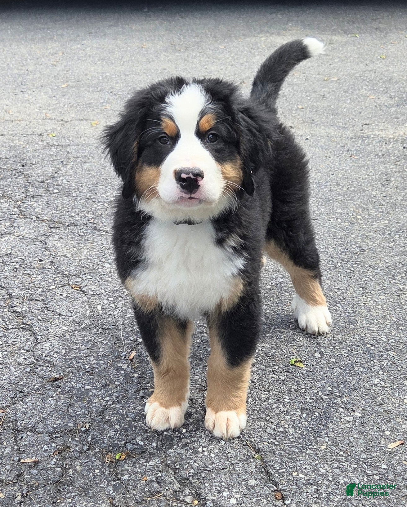 Bernese Mountain Dog dogs Xander Van't Stokerybos  - Ad 2