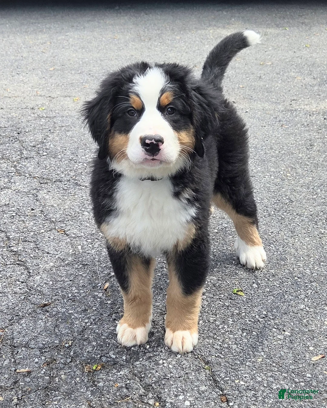 Bernese Mountain Dog dogs for stud: Xander Van't Stokerybos  - Ad 2