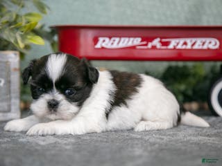 Shih Tzu dogs Sally - Ad 40