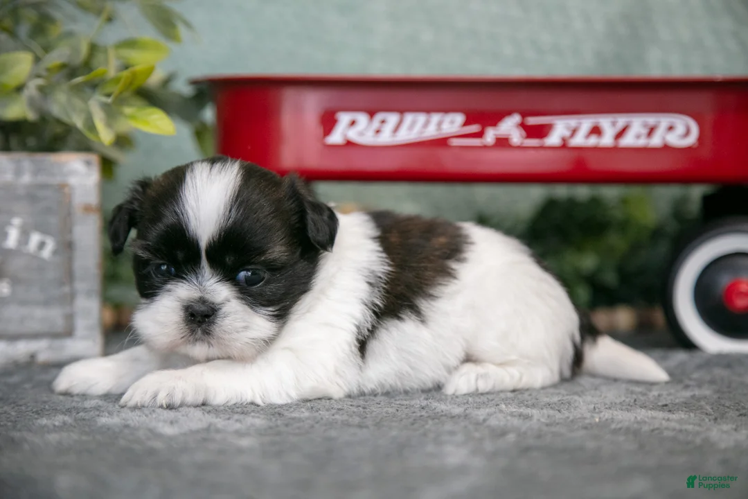 Shih Tzu dogs for sale: Sally - Ad 1