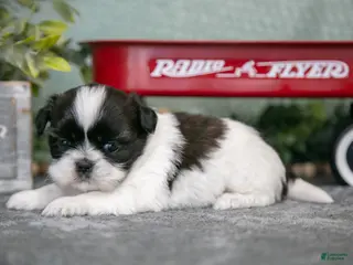 Shih Tzu dogs Sally - Ad 15