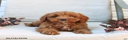 Cockapoo dogs for sale: Joey - Ad 8
