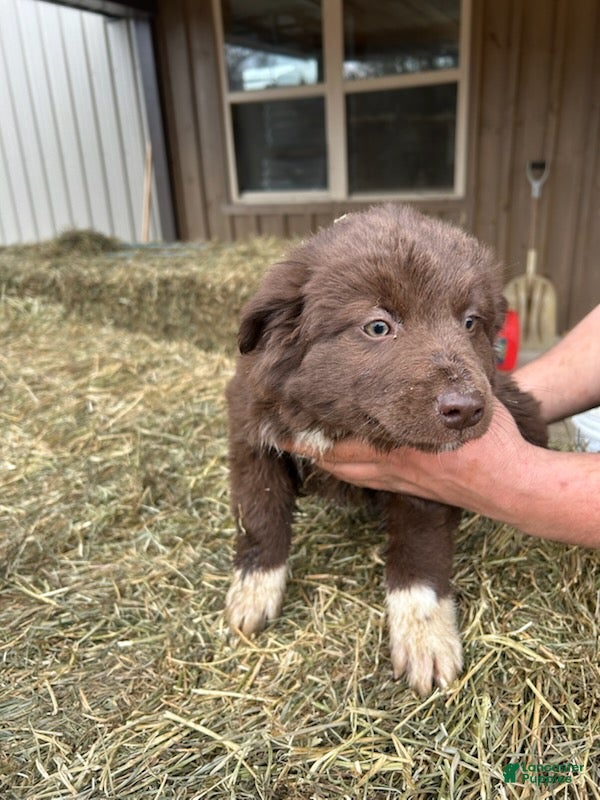 Australian Shepherd dogs Chocolate - Ad 2