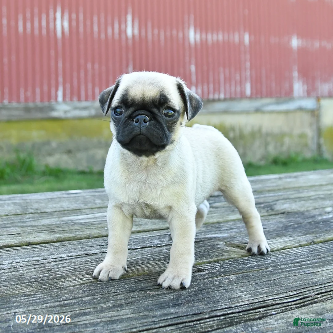 Pug dogs for sale: Lilly - Ad 2