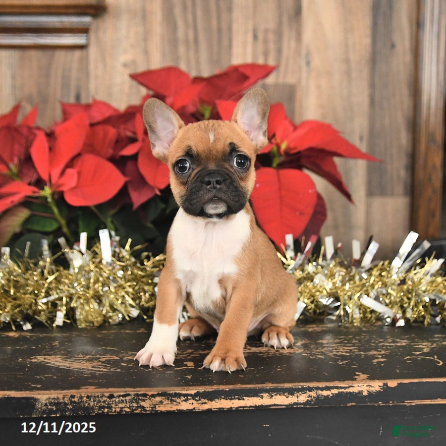 Frenchton dogs Hershey - Ad 26