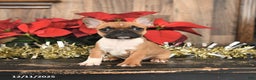 Frenchton dogs for sale: Hershey - Ad 1