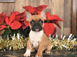 Frenchton dogs Hershey - Ad 19