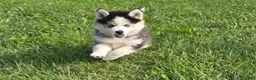 Pomsky dogs for sale: Buttercup - Ad 4