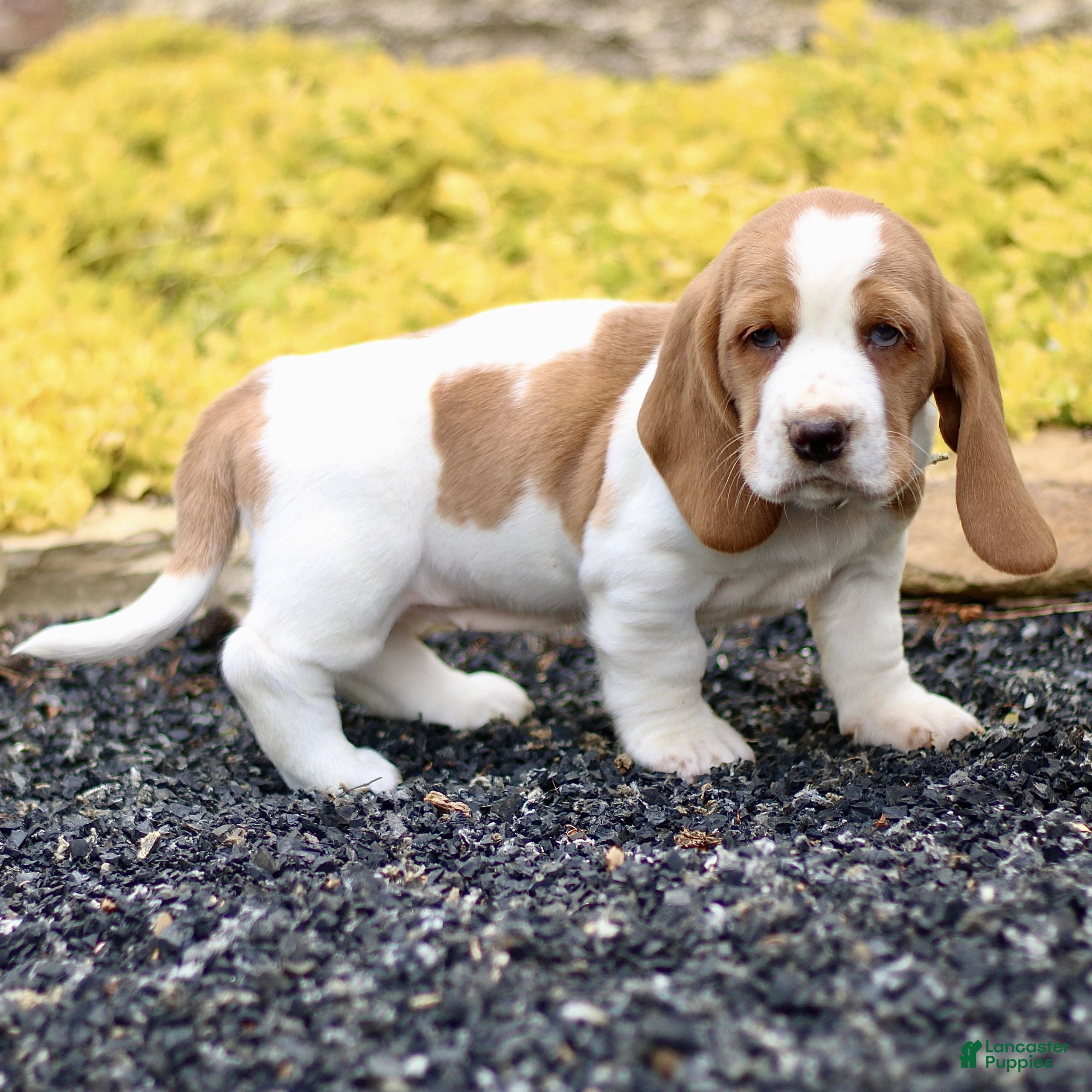 Basset Hound dogs Lora  - Ad 2