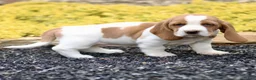 Basset Hound dogs for sale: Lora  - Ad 2