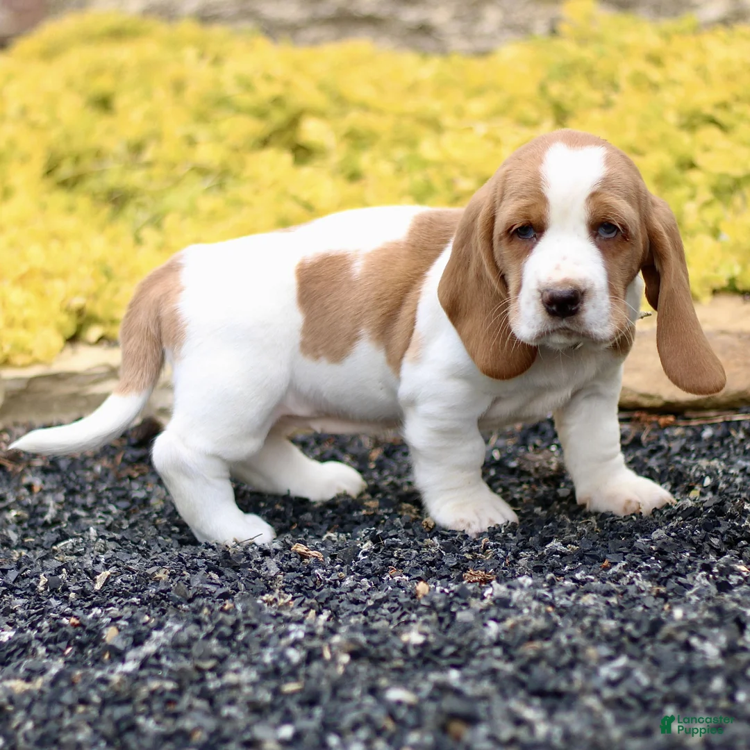 Basset Hound dogs for sale: Lora  - Ad 2