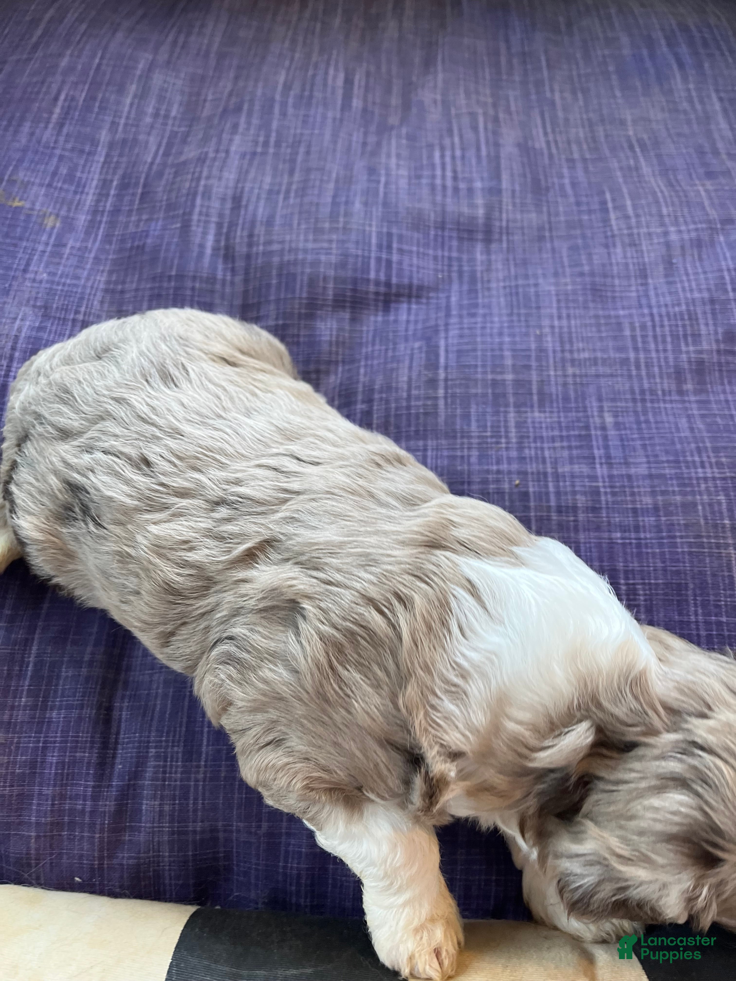 Aussiedoodle dogs Aussiedoodle Puppy 4 - Ad 1