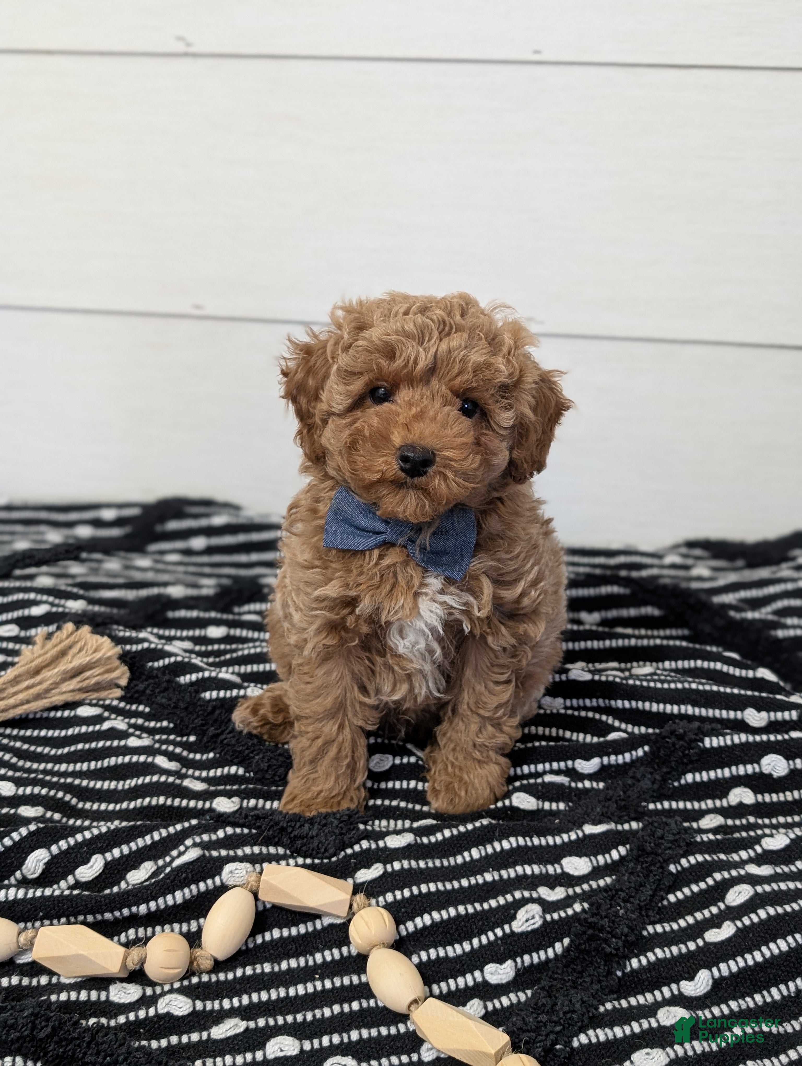 Toy Poodle dogs Peanut Butter  - Ad 40