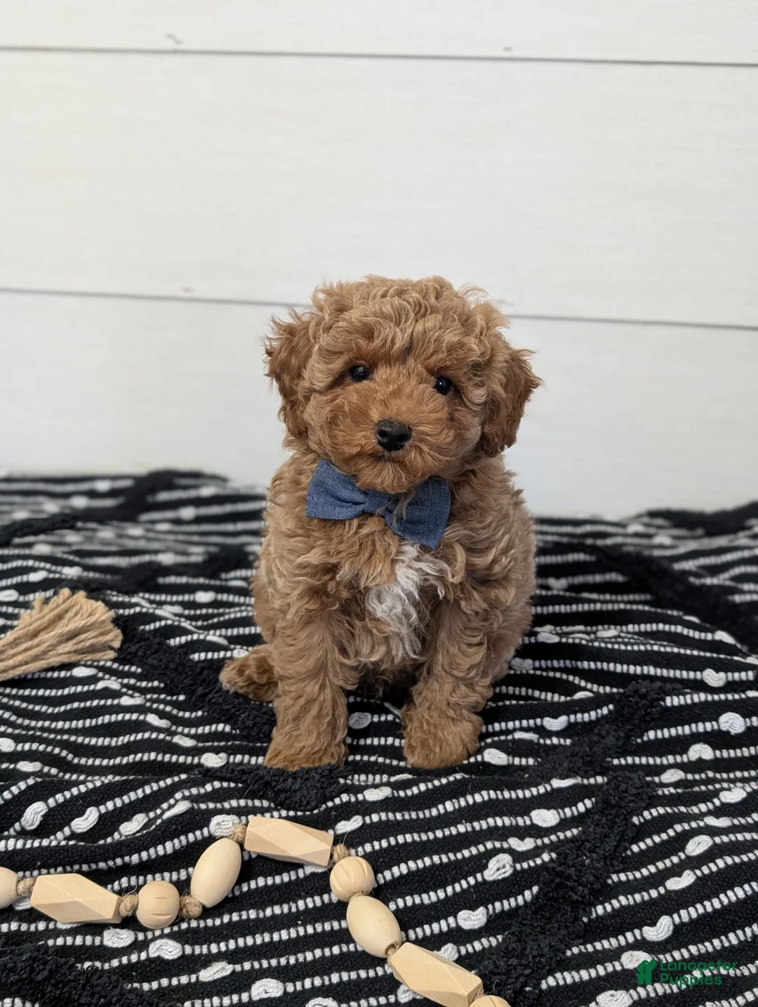 Toy Poodle dogs for sale: Peanut Butter  - Ad 1