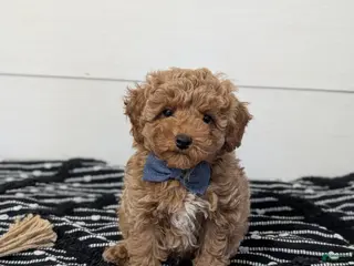 Toy Poodle dogs for sale: Peanut Butter - Ad 3