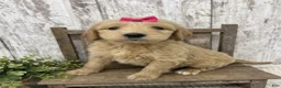 Goldendoodle dogs for sale: Goldendoodle 2 - Ad 3