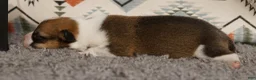 Welsh Corgi Pembroke dogs for sale: Loki - Ad 3