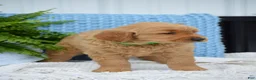 Golden Retriever dogs for sale: Dallas - Ad 5