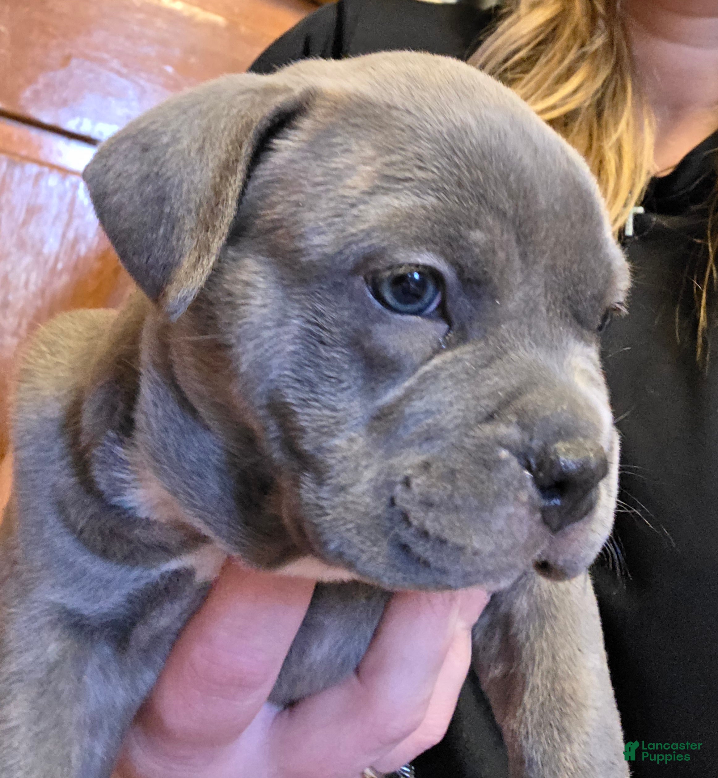 American Bully dogs Shelby - Ad 42