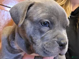 American Bully dogs Shelby - Ad 42