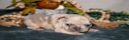 French Bulldog dogs for sale: Celeste - Ad 2