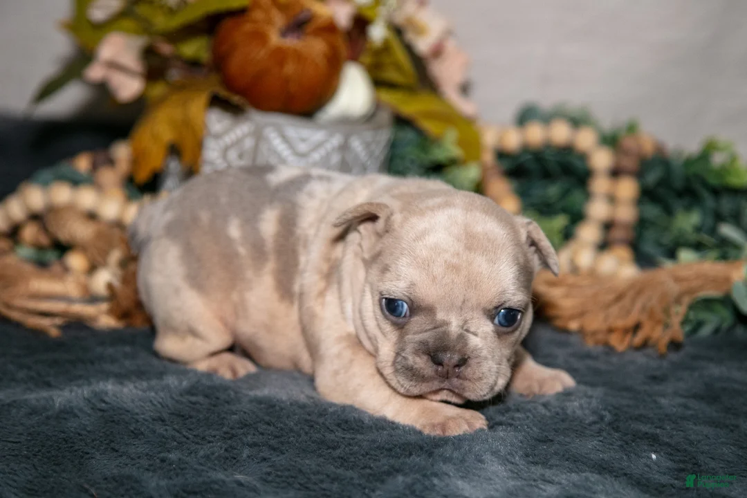 French Bulldog dogs for sale: Celeste - Ad 2