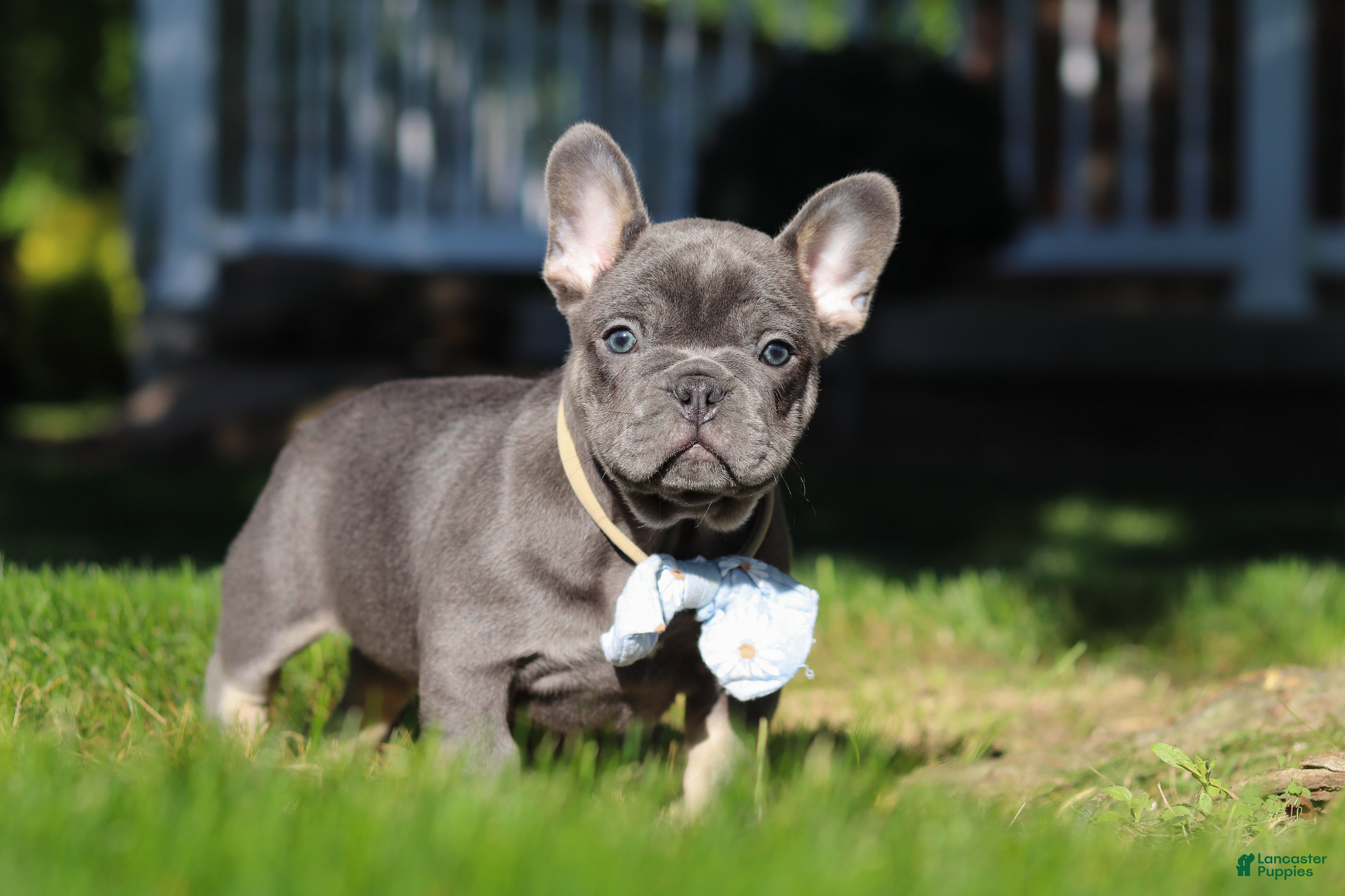 French Bulldog dogs for sale: Marshall - Ad 5