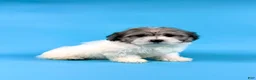 Havanese dogs for sale: EDISON - Ad 3