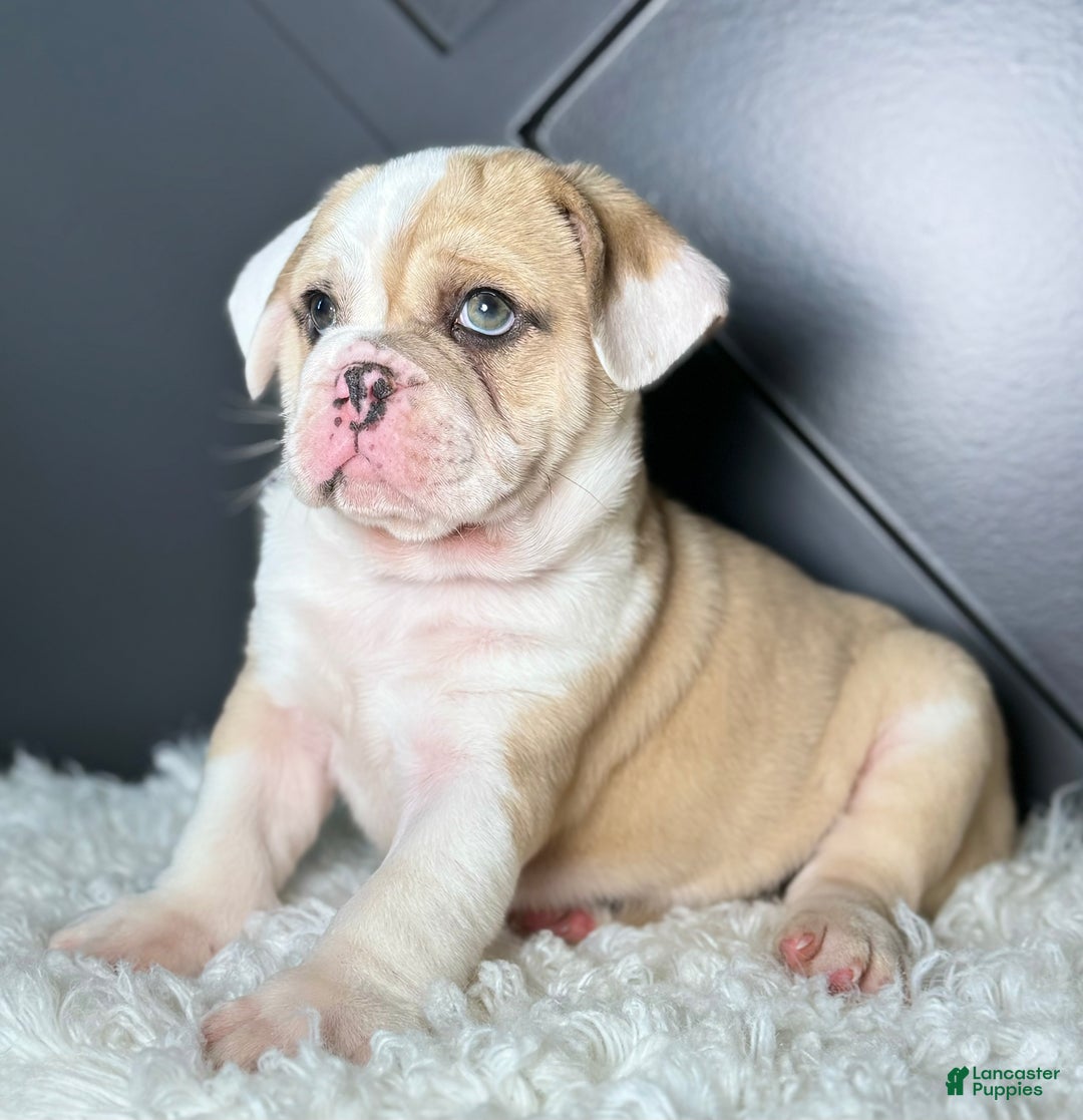 Mixed Breed dogs for sale: Bo - Ad 3