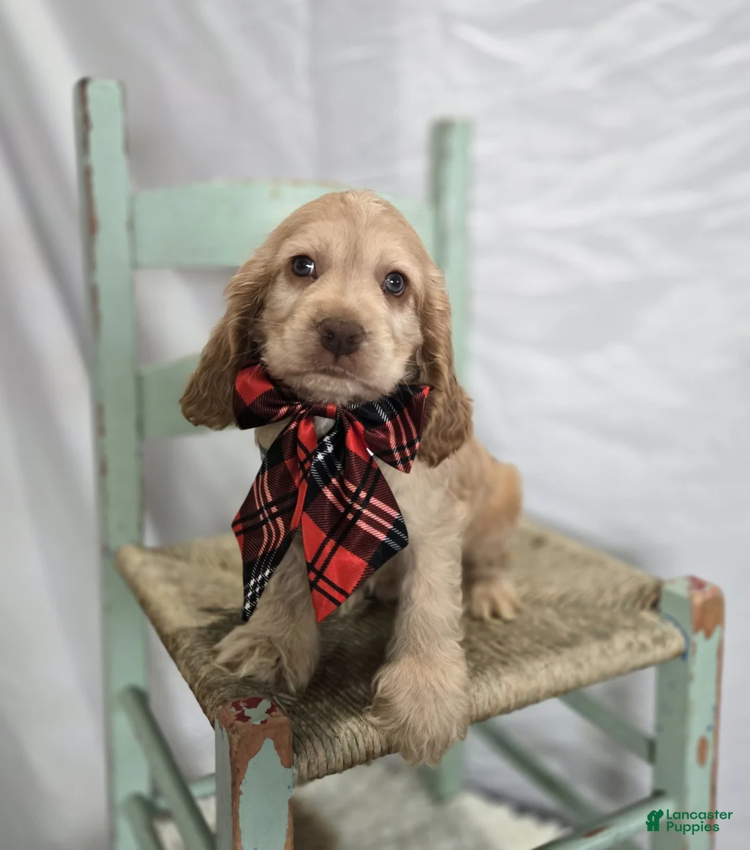 Cocker Spaniel dogs for sale: Linford - Ad 2