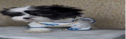 Malshi dogs for sale: Zorro - Ad 2