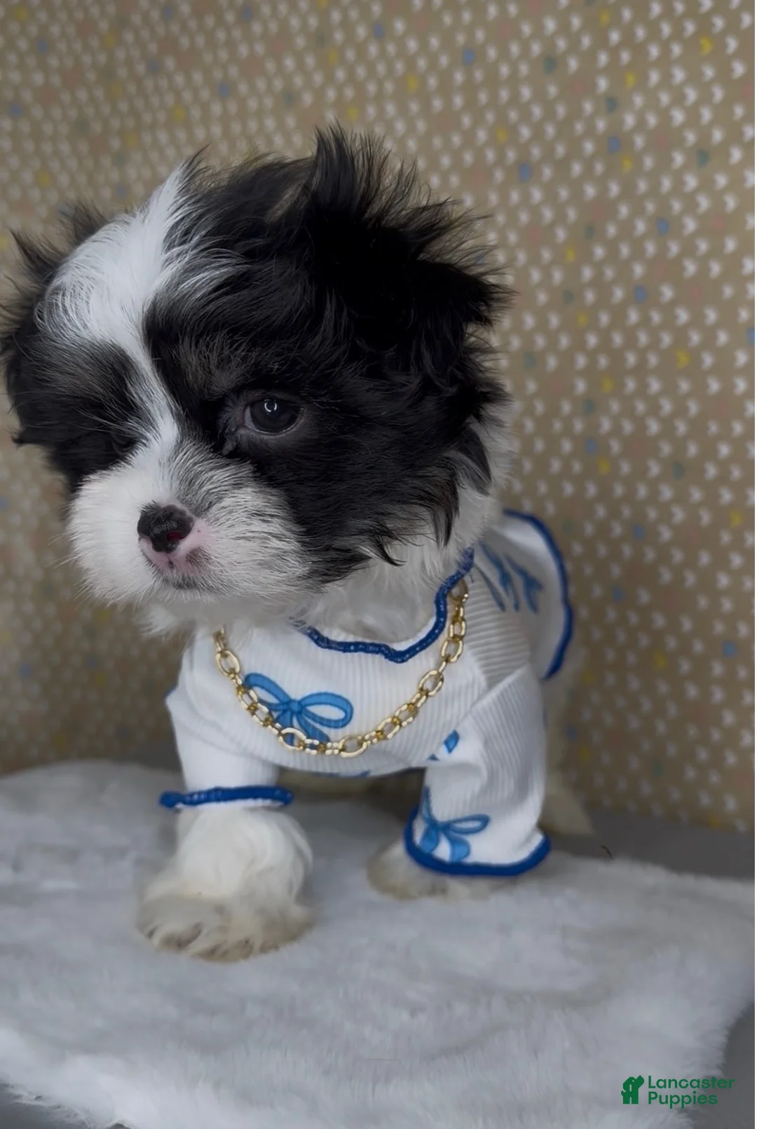 Malshi dogs for sale: Zorro - Ad 2