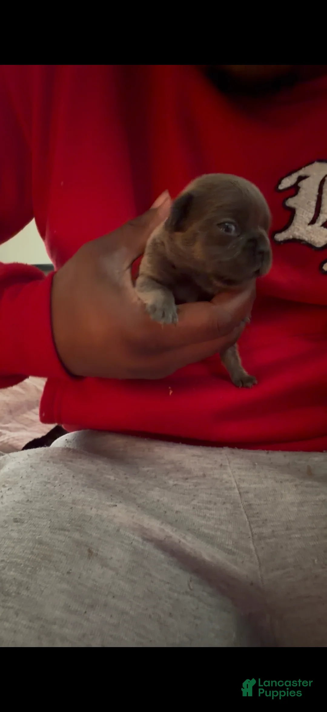 French Bulldog dogs for sale: Blue French Bulldog Puppy 2 - Ad 1