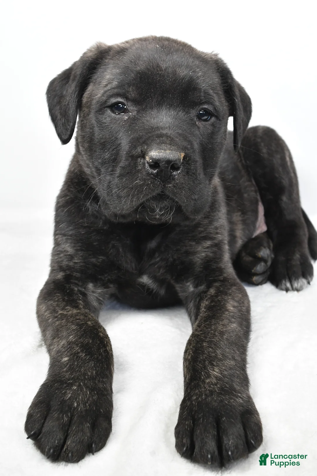 English Mastiff dogs for sale: Badger - Ad 6